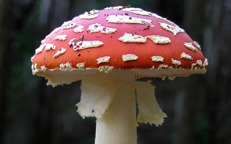 Fly agaric mushroom - photo by Tony Wills
